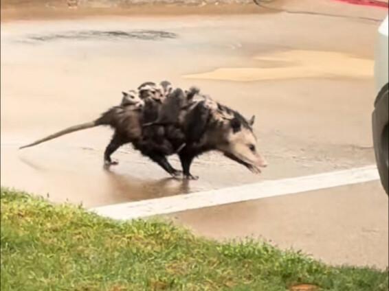 Opossum Mom, a Moving Baby Bus