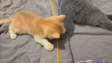Berdagang pasti tak lepas dari tiga faktor: kucing biru yang pemarah, kucing kuning yang suka mencar