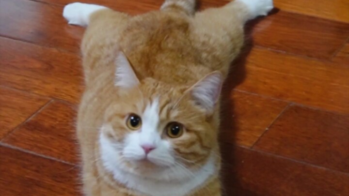 Kỳ quái mà dễ thương!