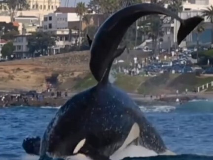 حاكم المحيطات - الحوت القاتل