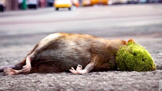 老鼠贪吃一颗发霉果实，竟然把地球给腐化了