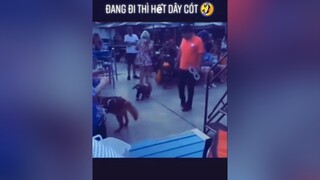 Sen ơi t hết dây cót r nè 🤣🤣yeudongvat fypシ pet animals thucung dongvathaihuoc