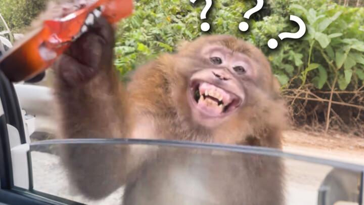 “Đại hội hành vi khó hiểu của động vật 263”