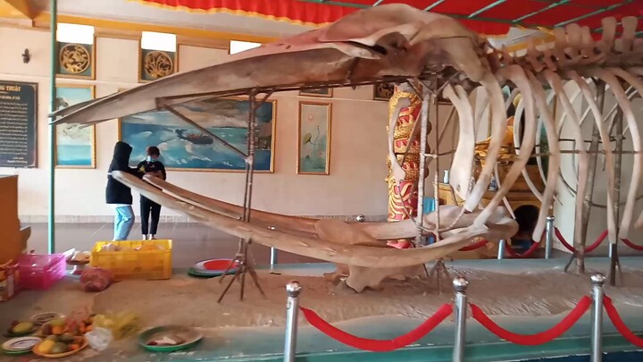 cá ông to quá và linh thiêng nữa