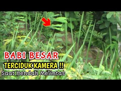 B4B! HUT4N Terciduk Kamera !! "Saat Hendak Mau Melintas Jalan" Di Buruan Padang Sibusuk - Sijunjung