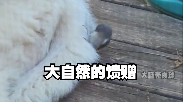小鸟：感谢大自然馈赠的狗毛！