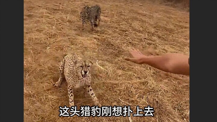 Mengapa macan tutul pekerja dekat dengan manusia?