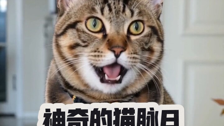 Xiaomi’s AI Diary: Cat Pulse is still under development.