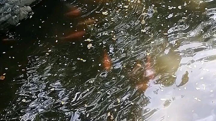 fishda