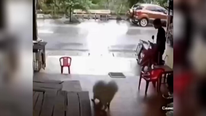 Anjing itu keluar bermain riang, namun dalam sekejap sudah kembali dengan ekor terlipat dan secara s