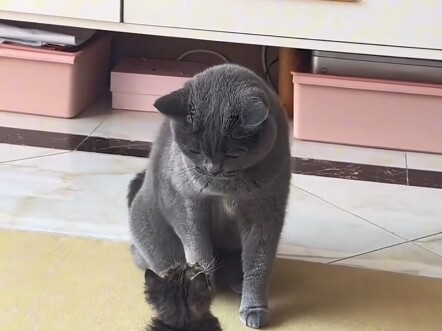 A netizen brought a stray kitten home, but the adult cat wasn’t happy about it—and ended up doing th