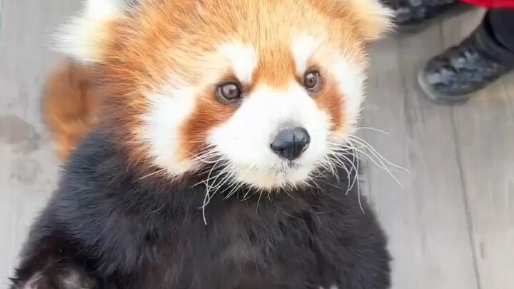 Turns out all baby animals are this cute—which one do you love the most? #Animals #WeirdAnimalBehavi