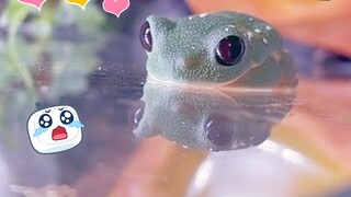 【Tree Frog】The moment when the frog falls asleep (Healing!)