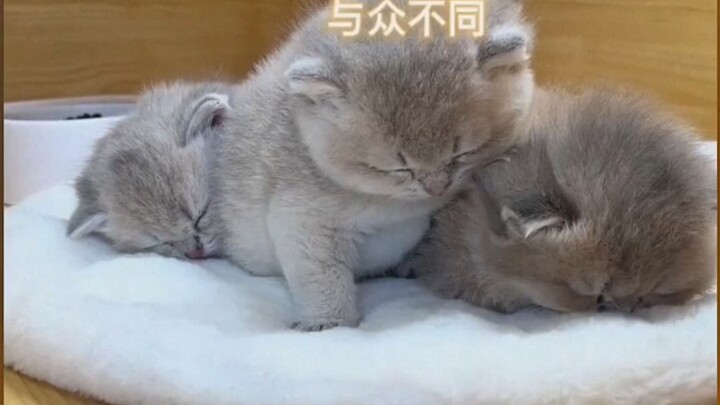 แม่แมว: ลูกที่สอนไม่รู้เรื่อง ก็โยนทิ้งไปซะ!