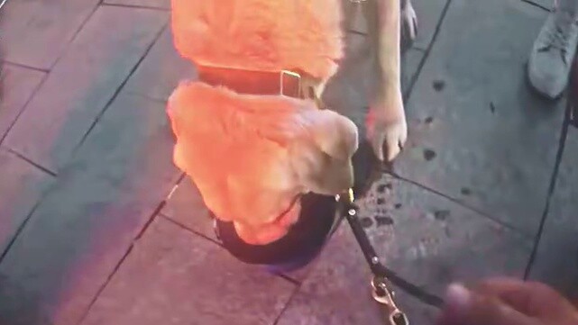 "Child's Words" #Brother Bao and his guide dog