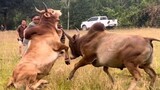 Cow Fighting.