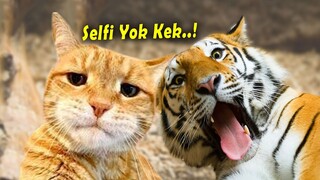NGAKAK 😂 10 Menit video kucing lucu banget bikin ngakak ~ Kucing Lucu Tiktok Terbaru 2024