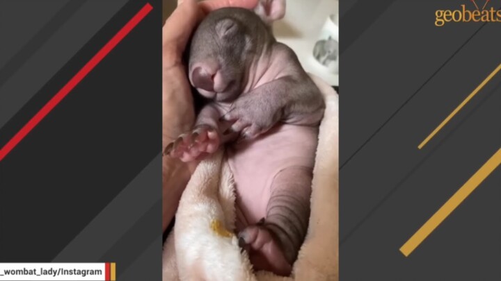 Beruang koala kecil mengira wanita ini adalah ibunya.