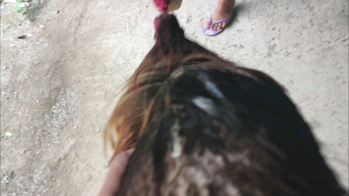 super gray vs macleanXsweater   #TripleAGamefarm