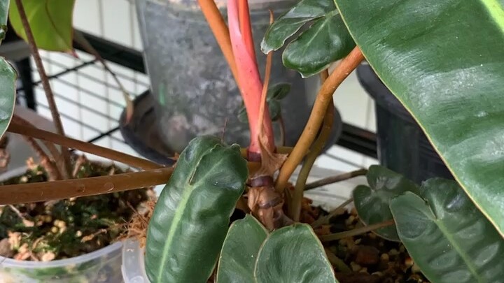 ก้านส้ม