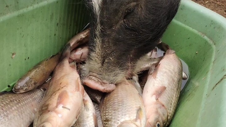 Do Pigs Eat Raw Fish?