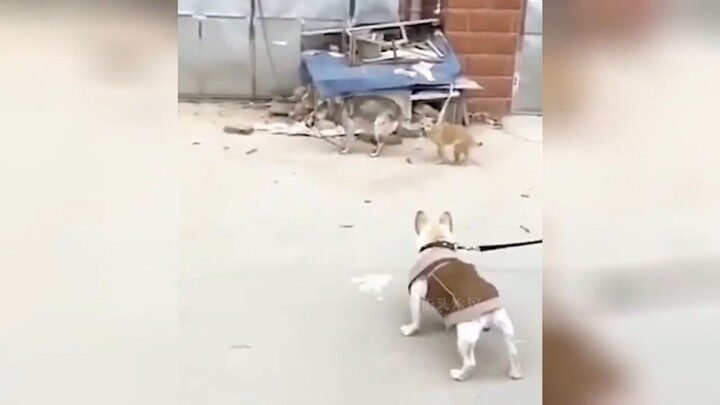 สุนัขสองตัวกำลังเต้น
