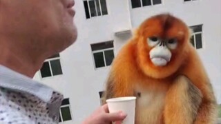 Monyet emas terhibur dengan baik