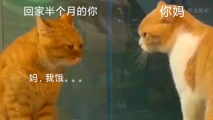 你和你妈的交流现状