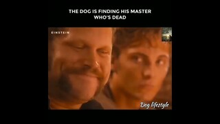 The dog is finding his master who's dead -STORY  | Dog lifestyle