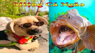 Dương KC | Bông Bé Bỏng Ham Ăn #15 | chó thông minh đáng yêu | funny cute smart dog pets Thú Cưng TV