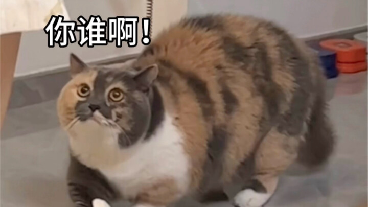 Cheknao terbangun tengah malam: Bukan, dia yang sakit nih!