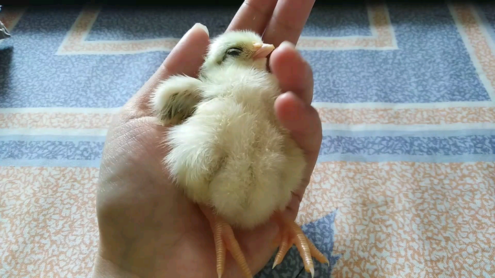 How fun are newly hatched chicks?