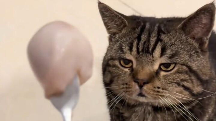 [Animal Voice Acting] You call this thing a Demon Orb?