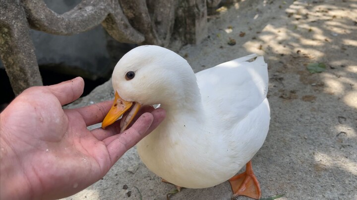 The Call Duck Tries to Win the Owner’s Favor—Q-Zai Won’t Let Any Other Ducks Get Close!
