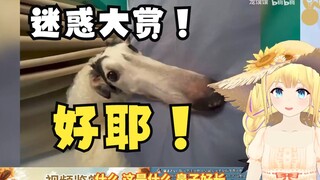 日本学妹看《动物迷惑行为大赏170》