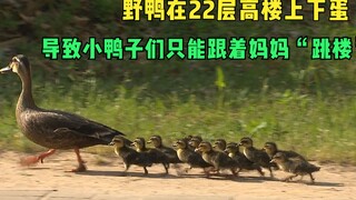 A wild duck laid eggs on a 22-story building, forcing the newly born ducklings to jump off the build