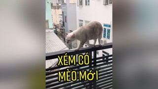 Pha Hụt giò của Xiêm làm tui xém rớt ..imxiemkhung cat#meo#funny#fun#vuinhon