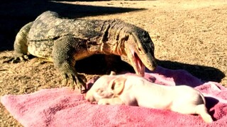 Pig Is Dinner For Komodo Dragon.