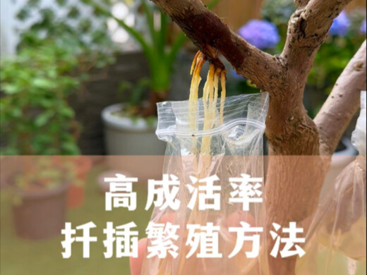 A Cutting Propagation Method with Nearly 100% Survival Rate