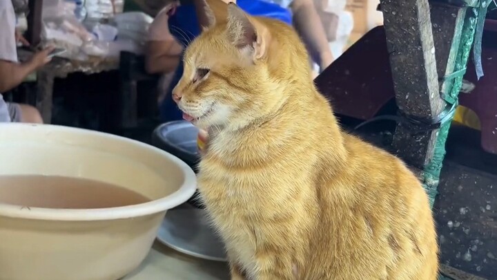 ฮาคิมี่ตัวนี้แมวน่ารักมาก