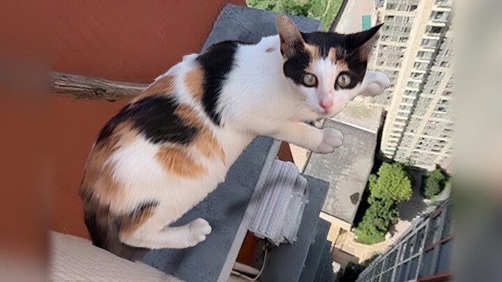 ชั้น 34 โผล่แมวขี้กลัวสังคม แค่ไม่ถูกใจก็จะโดดตึกแล้ว!?