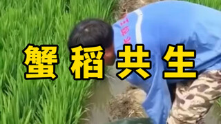 稻田蟹就是这么来的