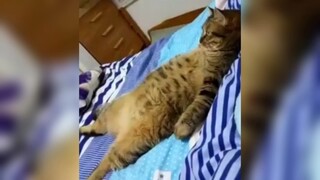 Some cats already think they are human#cat#cat#cat's confusing behavior