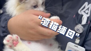 A minor little puppet is pregnant with a Maine Coon baby—this Maine Coon, I think, definitely deserv