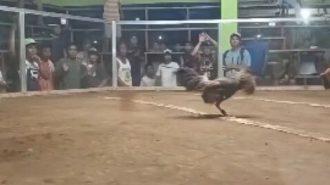 uncratch bulik MAGKAL LINE #age cock vs late born banded bulik