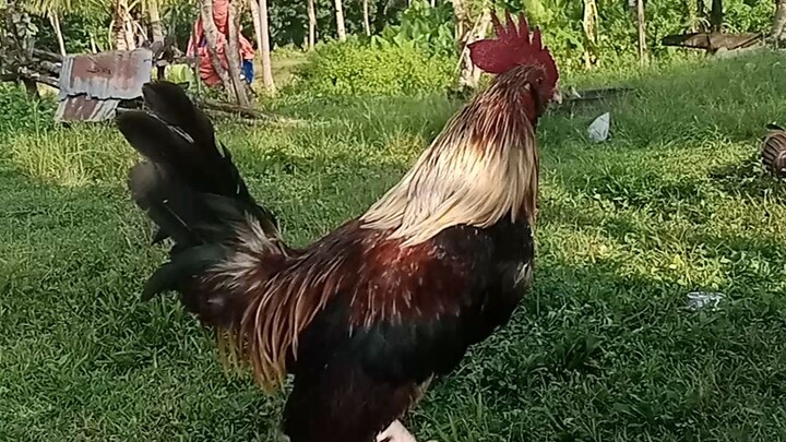 lugon pa si grey muff🐓