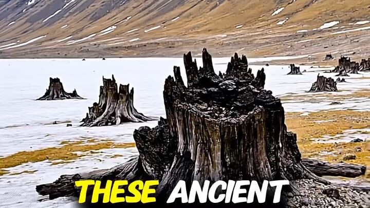 Ancient Tress #Ancient #trees #history #viral #bilibili