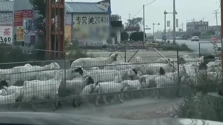 To prevent his sheep from getting lost, a man invented a “cage-style sheep-walking method” that’s su