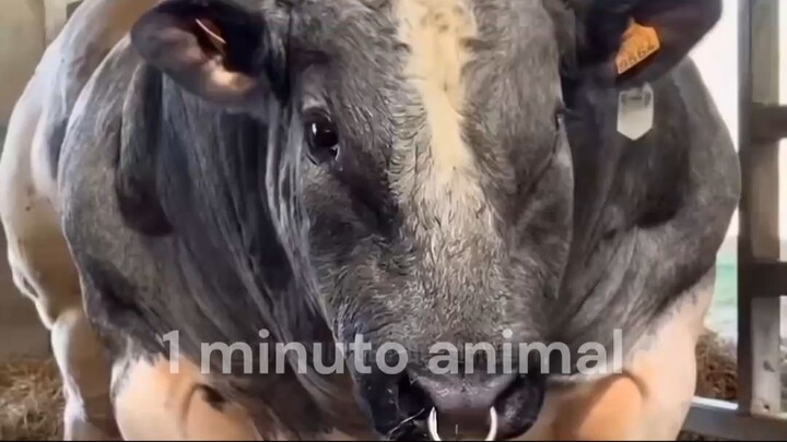 1 minuto animal - o animal mais...