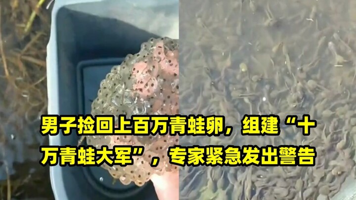 Man Collects Over a Million Frog Eggs, Assembles a “100,000-Frog Army,” Experts Issue Urgent Warning